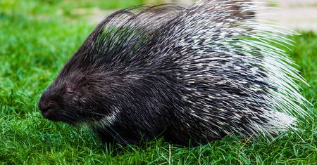 Nietypowa akcja poszukiwawcza pod Warszawą. Dwa jeżozwierze na wolności
