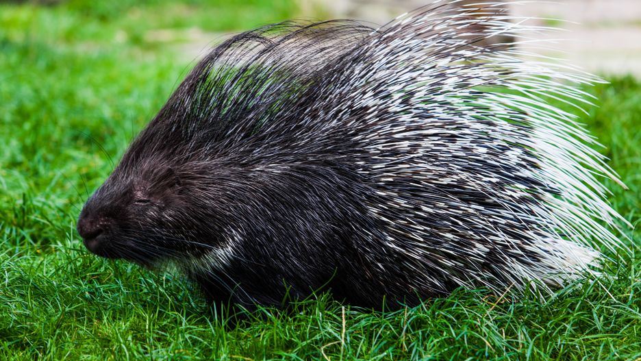 Dwa jeżozwierze uciekły z prywatnej hodowli