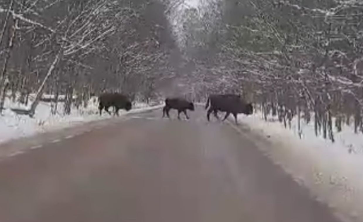 Żubry na drodze