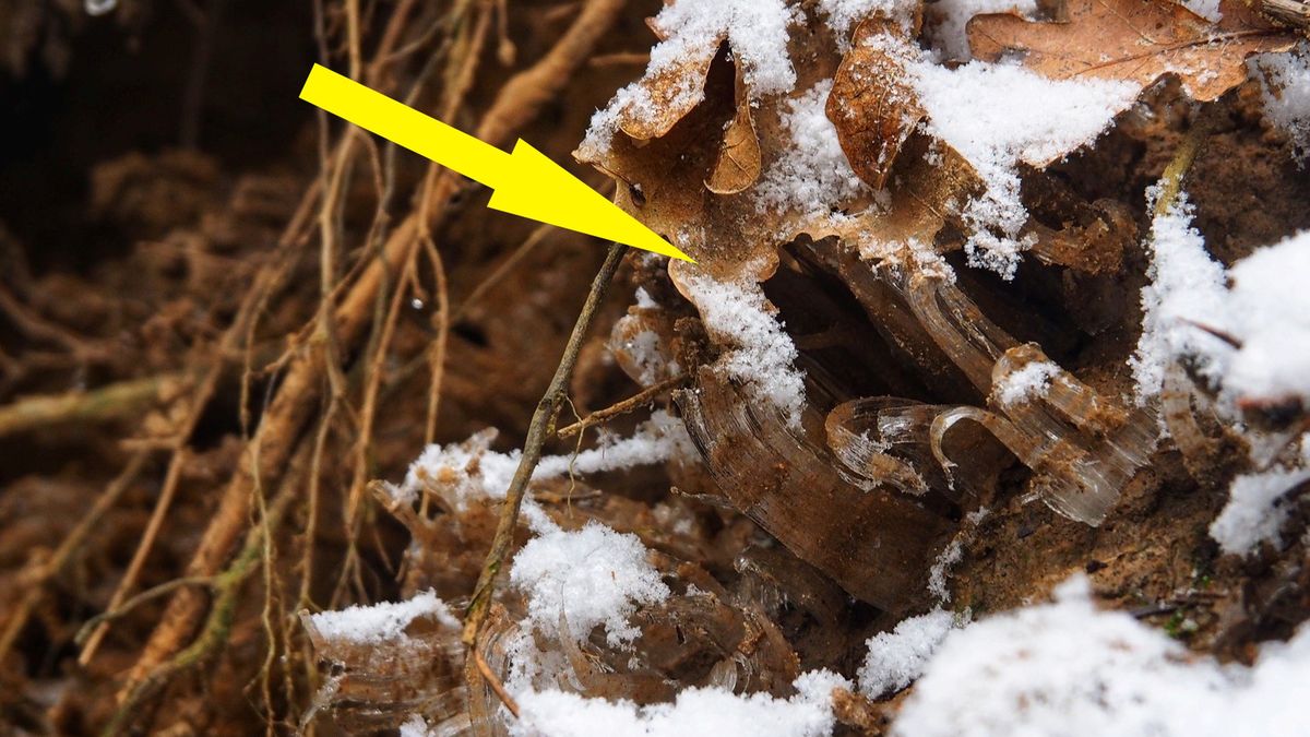 Leśnicy natknęli się "kwiaty" w pokrytym śniegiem lesie 