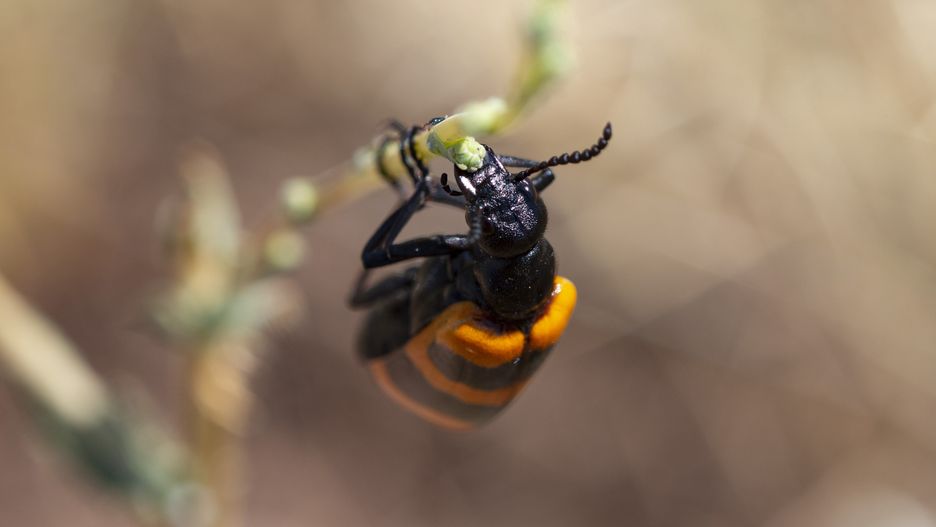 Nowy wynalazek naukowców - kamerki na pancerzach owadów