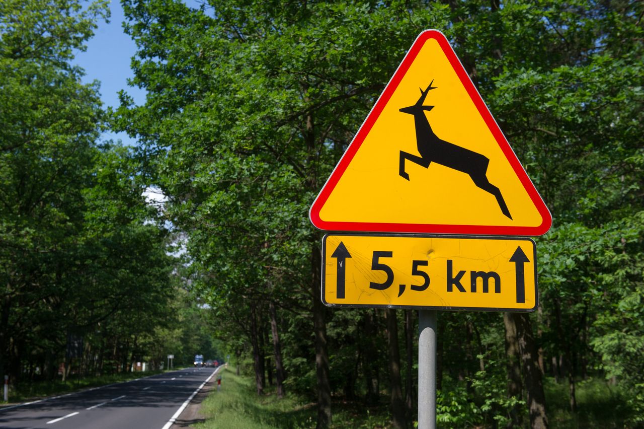 Wypadki z dzikimi zwierzętami są częstsze niż myślisz. Rozwiązaniem mają być znaki