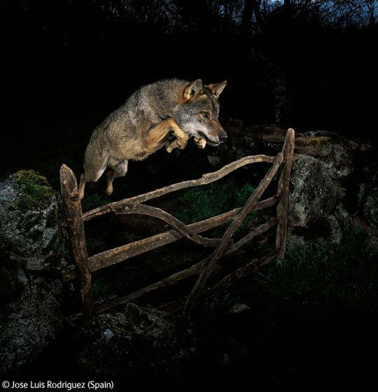 Rysi skandal w Szwecji - dlaczego fotografowie kłamią? 4