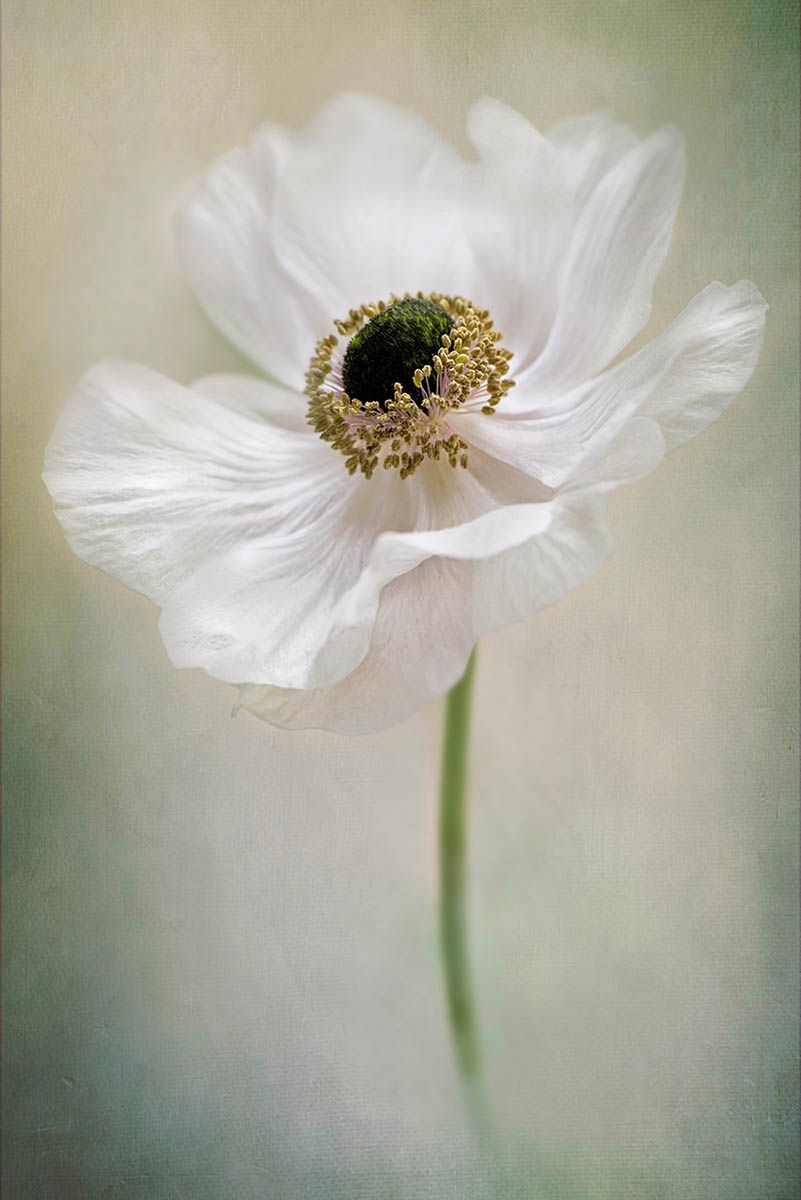 Najlepsze zdjęcia makro 12 edycji konkursu Garden Photographer of the Year 8
