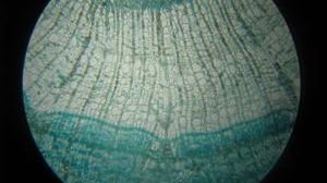 Pierwsze syntetyczne drzewo 1