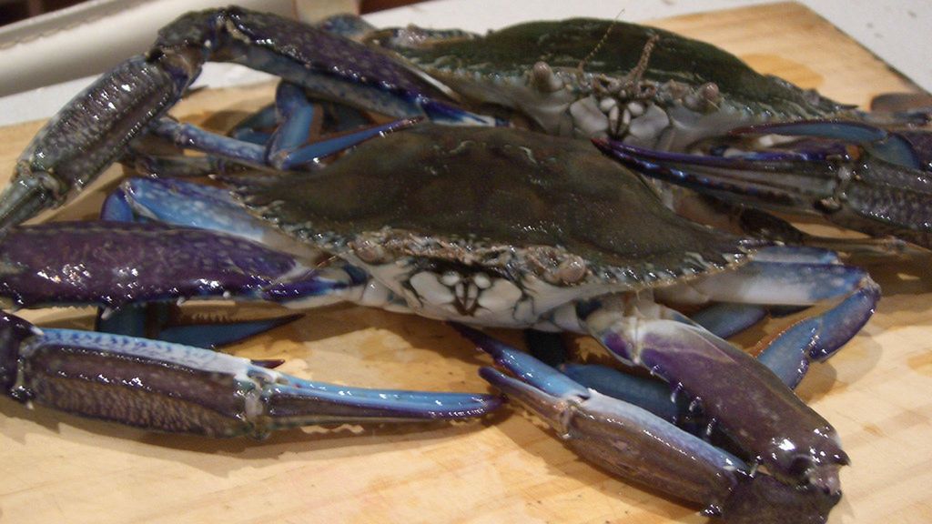 Surowy krab królowej