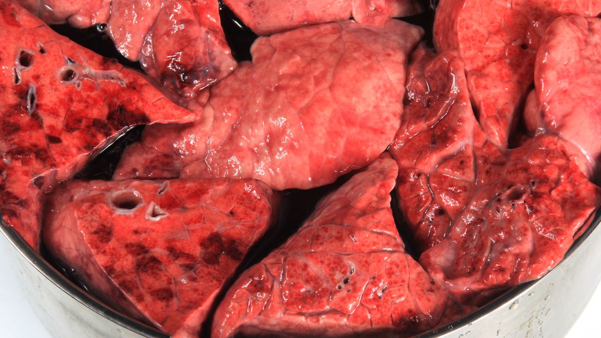 Gulasz z dudków, czyli płucek, był popularnym daniem w PRL-u