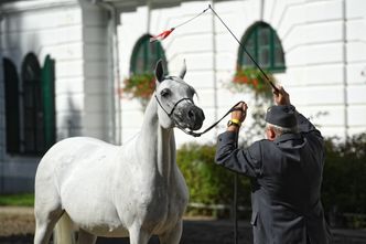 Michałów. Były prezes stadniny zasiądzie na ławie oskarżonych