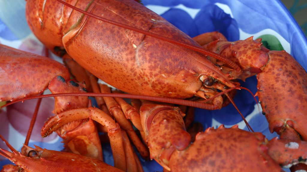 Homar poddany obróbce nawilżającej mięso
