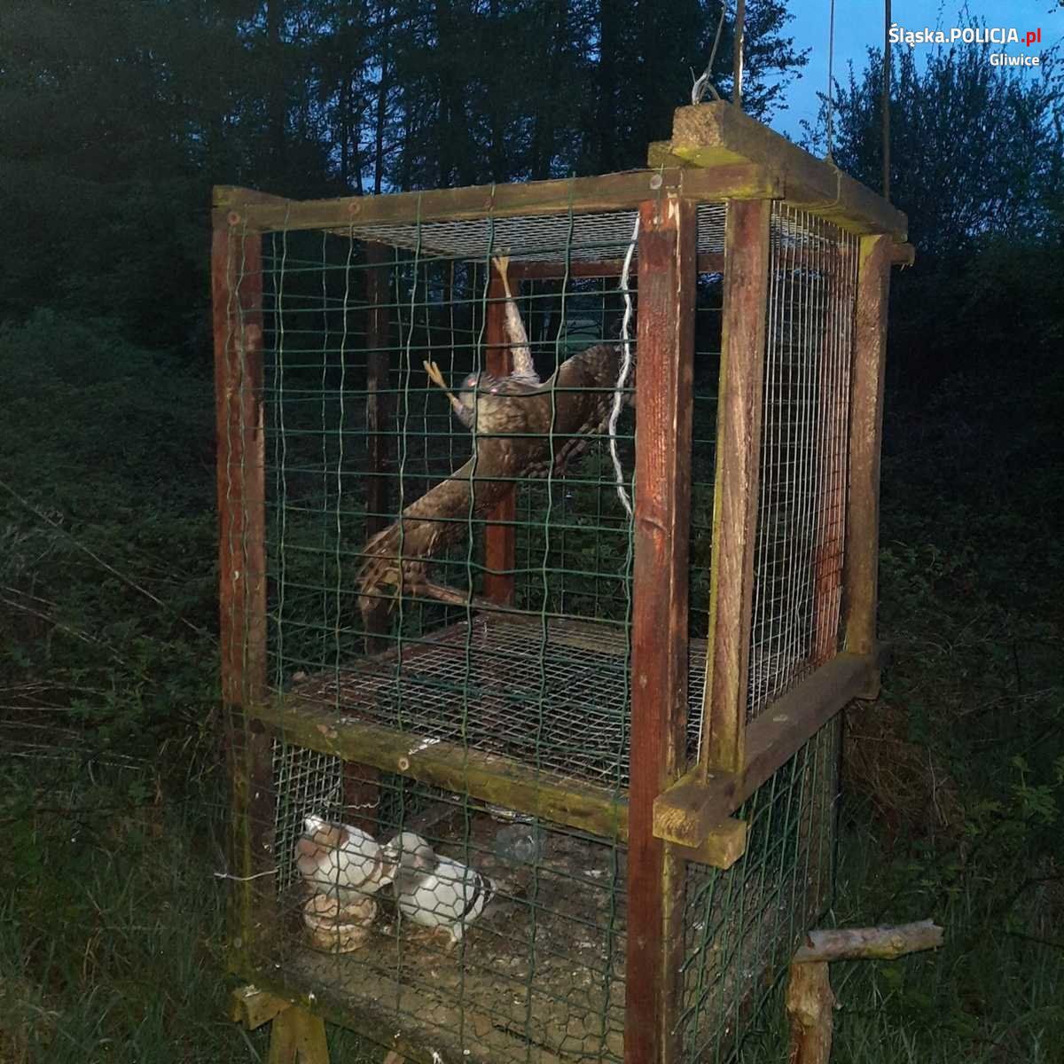 Złapany młody jastrząb 