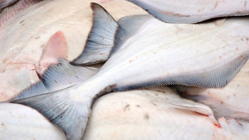 Surowy halibut ze skórą