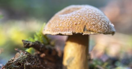 Maślak pstry – wygląd, występowanie i wykorzystanie w kuchni