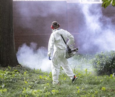 Plaga komarów. Jest na to sposób - odkomarzanie. Ile kosztuje i czy jest bezpieczne?