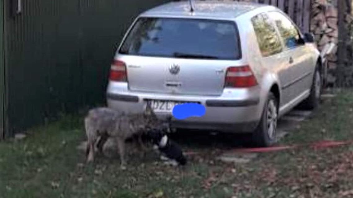 Wilk zaatakował psa, a dzień później ludzi 