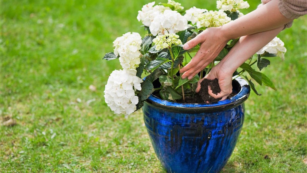Podpowiadamy, czym nawozić hortensje.