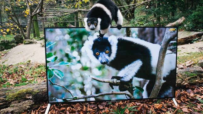 Lemur z telewizorem Sony X90C