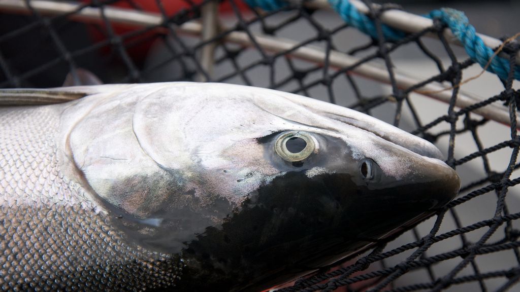 Kiżucz to gatunek ryby z rodziny łososiowatych.