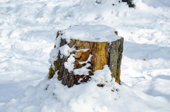 Wlej do pnia, a szybko się rozpadnie. Nie trzeba kopać