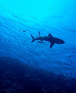 Australia. Wskoczył na rekina. Omal nie zginął