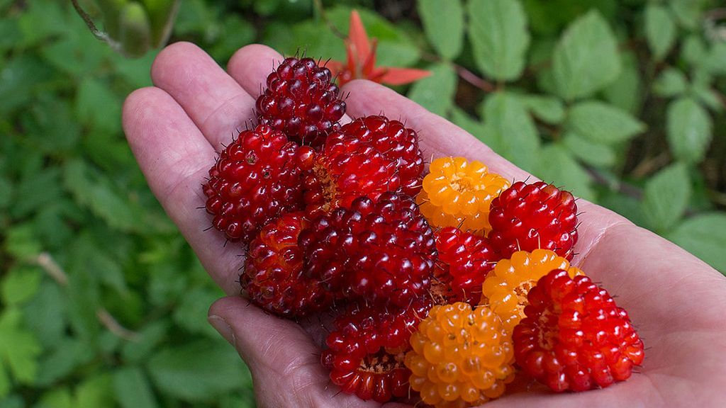 Surowa jeżyna rubus spectabilis