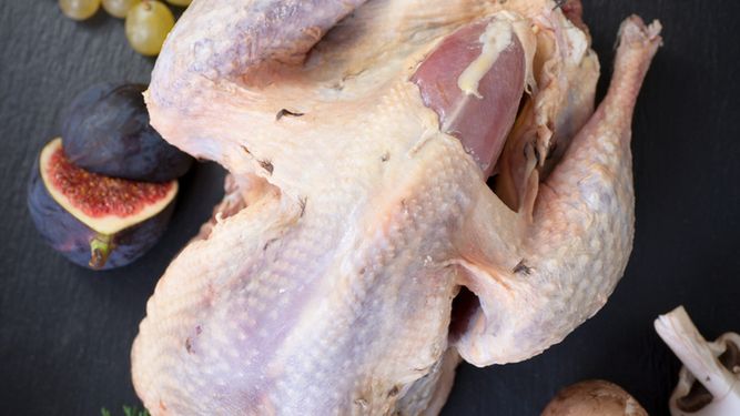 Surowe udko z bażanta (samo mięso)