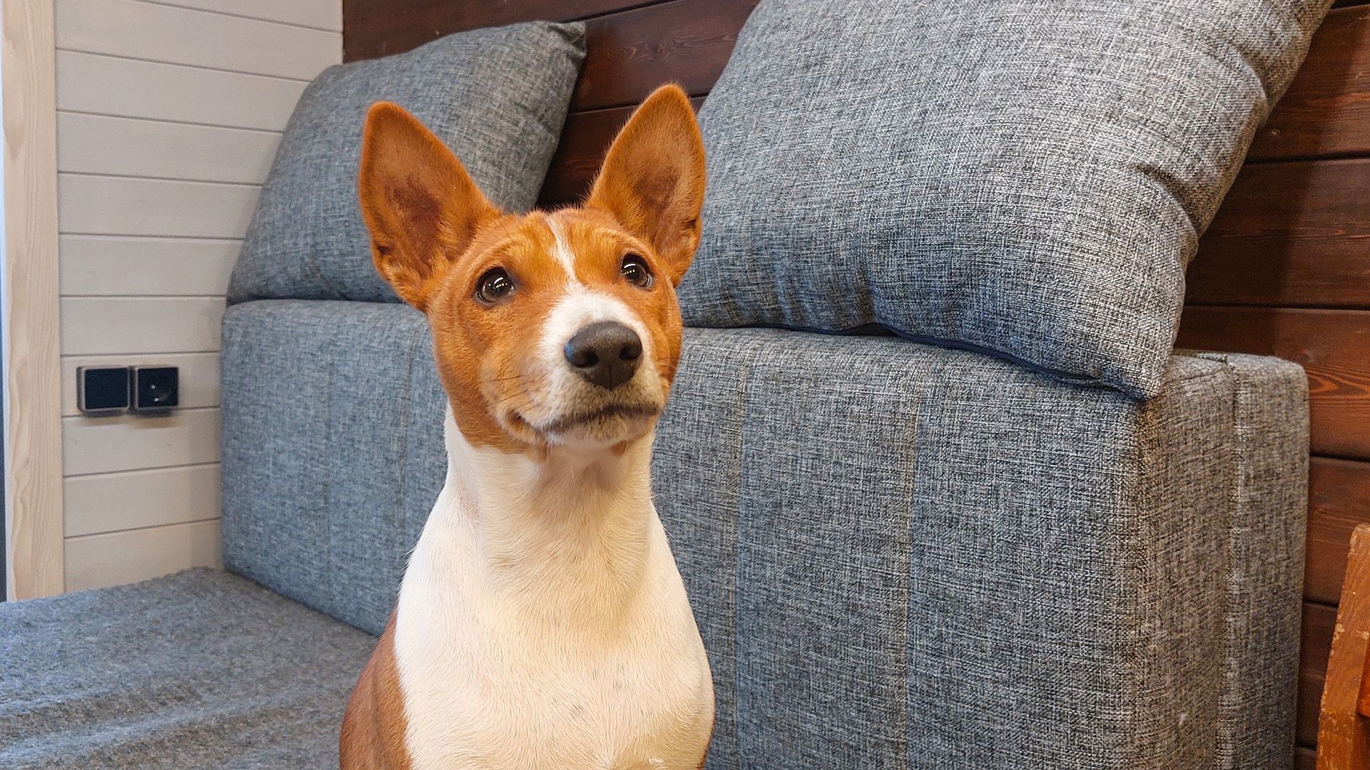 Basenji