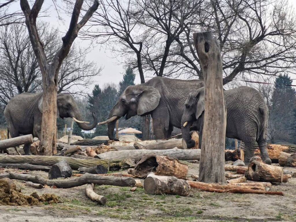 Jabłka na wybiegu nosorożca i słoni. Warszawskie ZOO reaguje na skandaliczne zachowanie