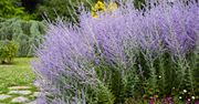 Lepsza niż kapryśna lawenda. Przetrwa susze i trudną pogodę