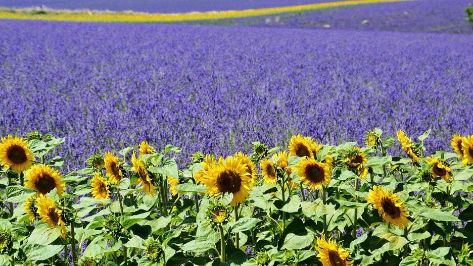 Słonecznik, jako roślina z drugiego wykazu nie może być rośliną dominującą w mieszance miododajnej