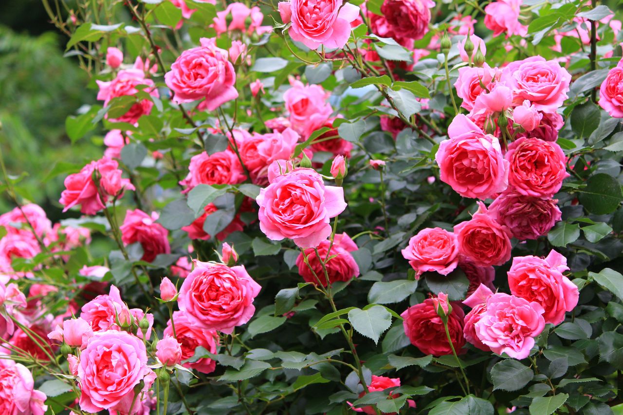 How to care for roses in the garden?