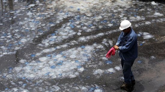 Miliony meduz atakują elektrownie atomowe 1