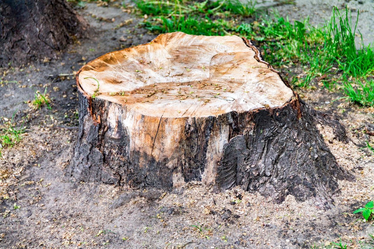 Obsyp pień, a nie zostanie po nim ślad. Koparka będzie zbędna