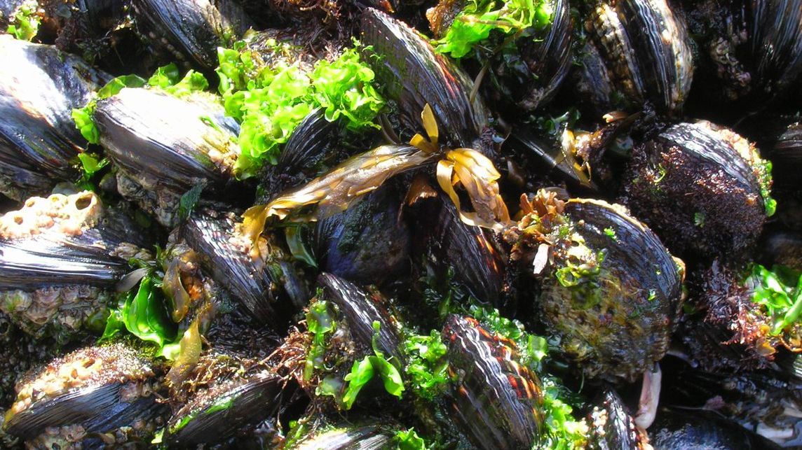 Surowy omułek jadalny