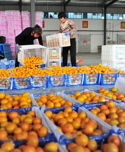 Ukryli je w pomarańczach. Gigantyczny przemyt narkotyków w Wielkiej Brytanii