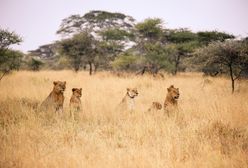 Tanzania. Lwy zabiły troje dzieci