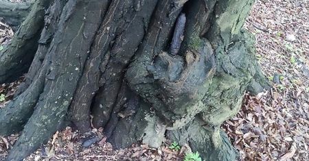 Znaleźli to pod drzewem w Choczni. Natychmiast wezwano służby