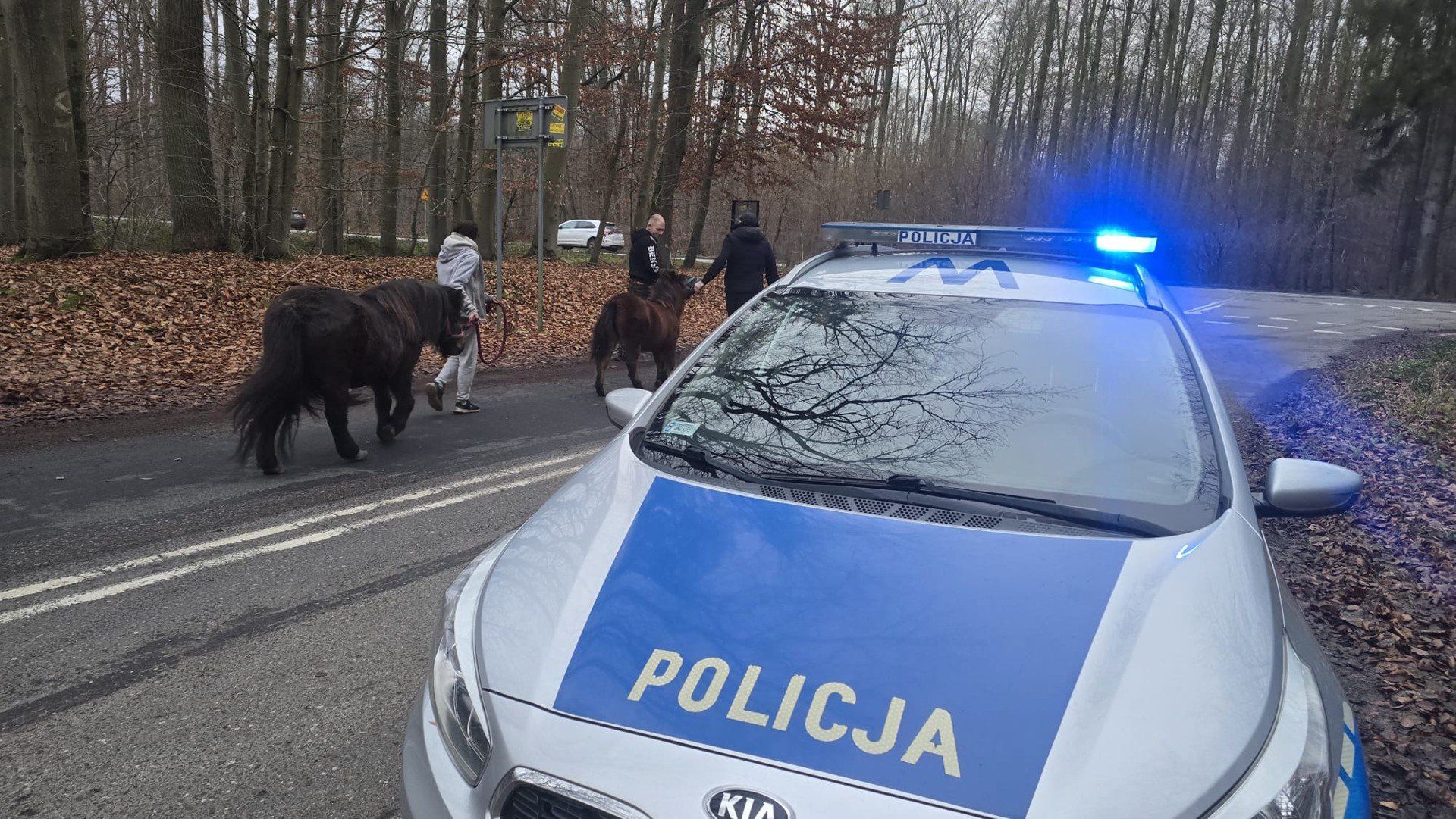 Spacer dwóch kucyków na ul. Morskiej w Koszalinie
