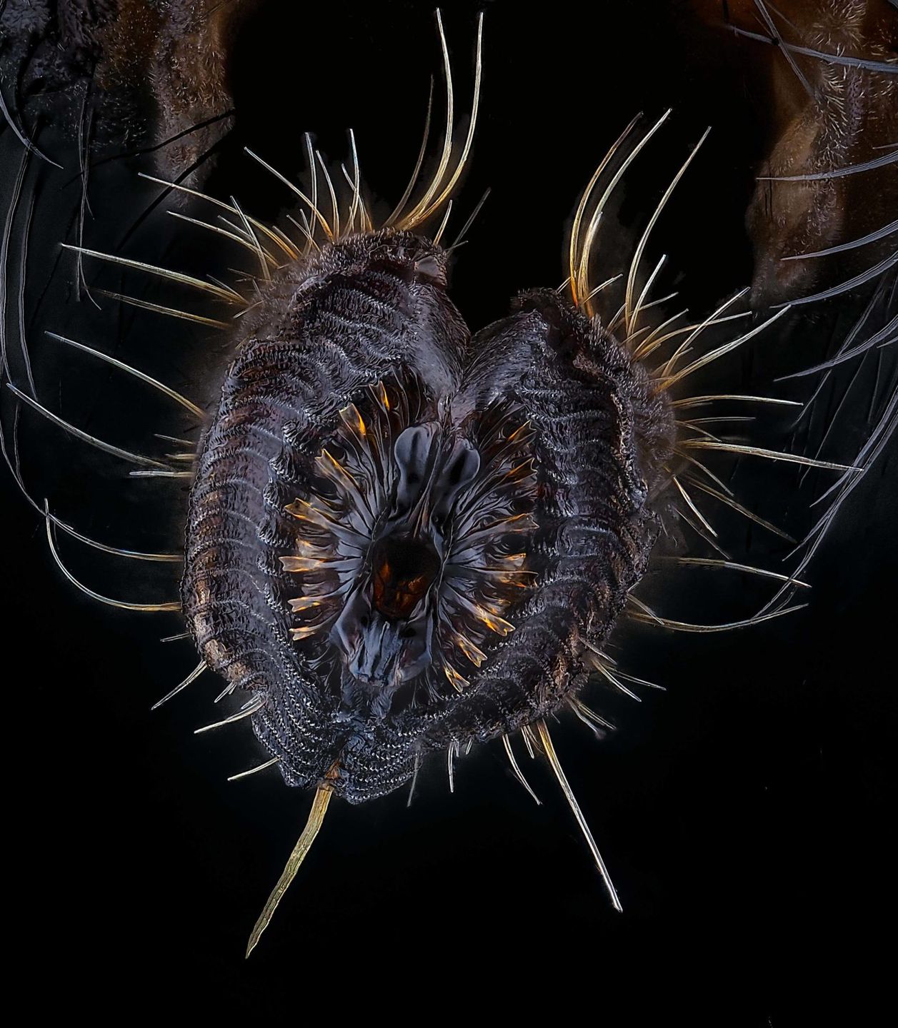 Małe jest piękne. Oto zwycięskie zdjęcia konkursu Nikon Small World 2021 5
