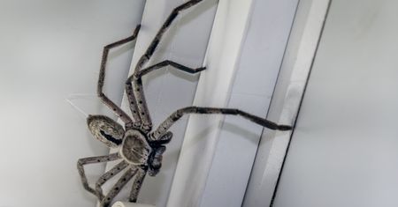 Pająki w Australii. "Najczęściej znajduję wielkie, włochate"