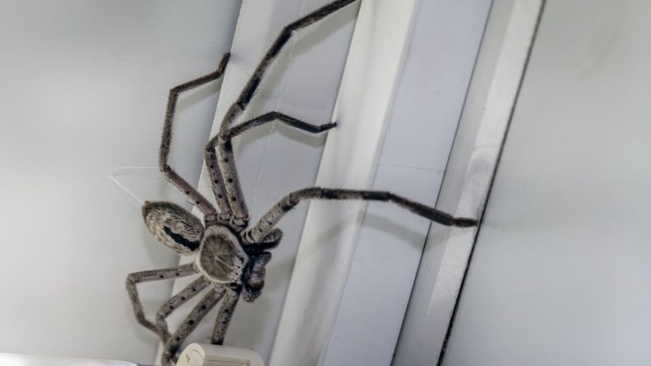 Huntsman - zdjęcie ilustracyjne