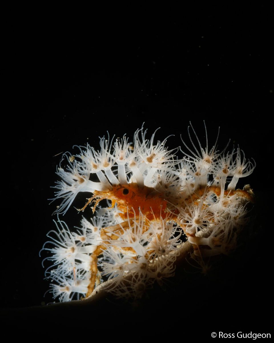 Znamy zwycięzców Australian Geographic Nature Photographer of the Year 2019 2