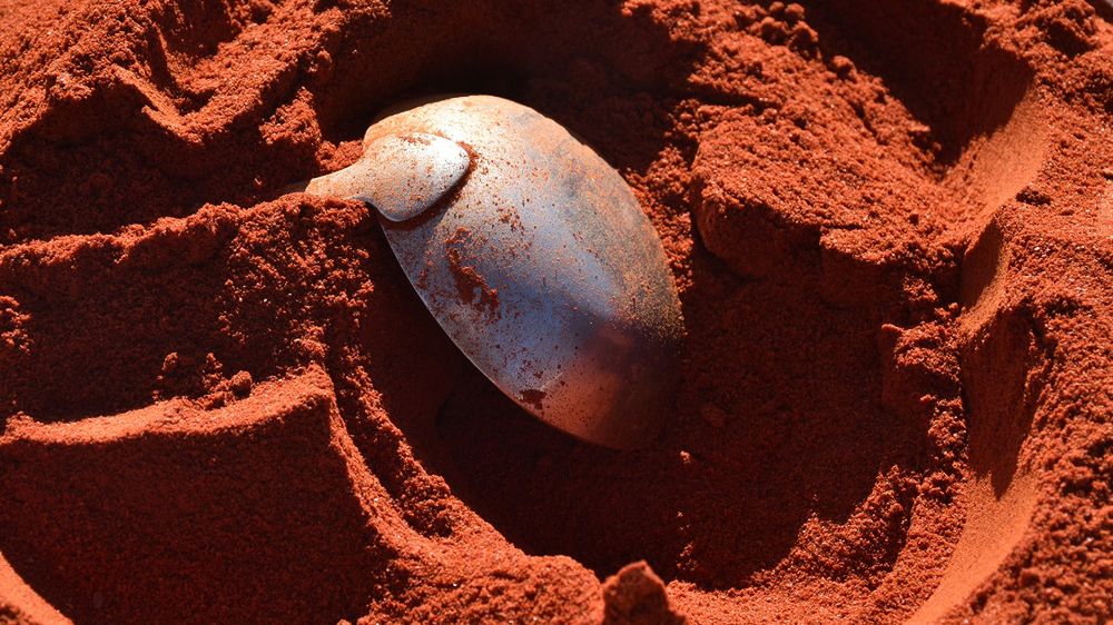 Popularne przyprawy z niemieckich sieci mogą być skażone pestycydami