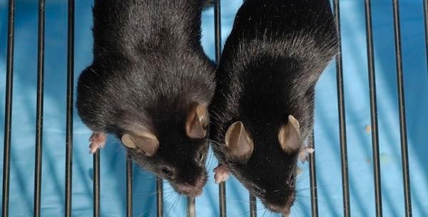Zdalnie sterowana mysz pomoże walczyć z cukrzycą
