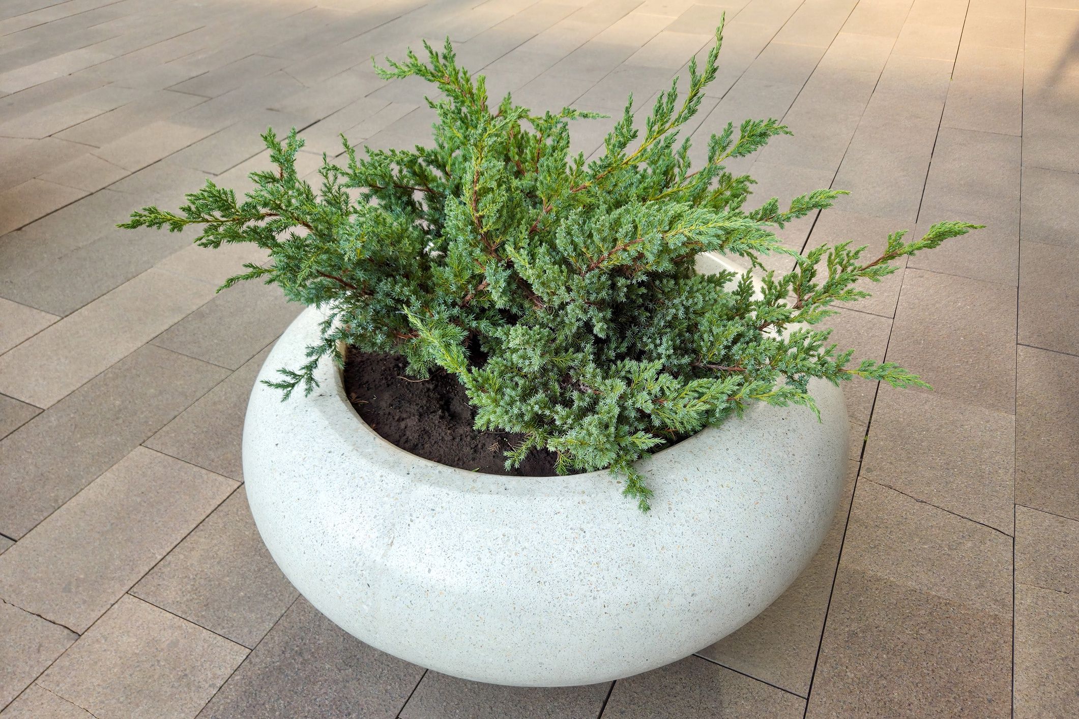 White round cement-concrete vase with decorative juniper shrub on a paved path. Design, urban landscaping for public or commercial space. Real photoWhite round cement-concrete vase with decorative juniper shrub on a paved path. Design, urban landscaping for public or commercial space or architectural environment. Real photoLari Bat