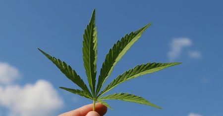 Już w XVII wieku Włosi używali marihuany rekreacyjnie – naukowcy potwierdzają