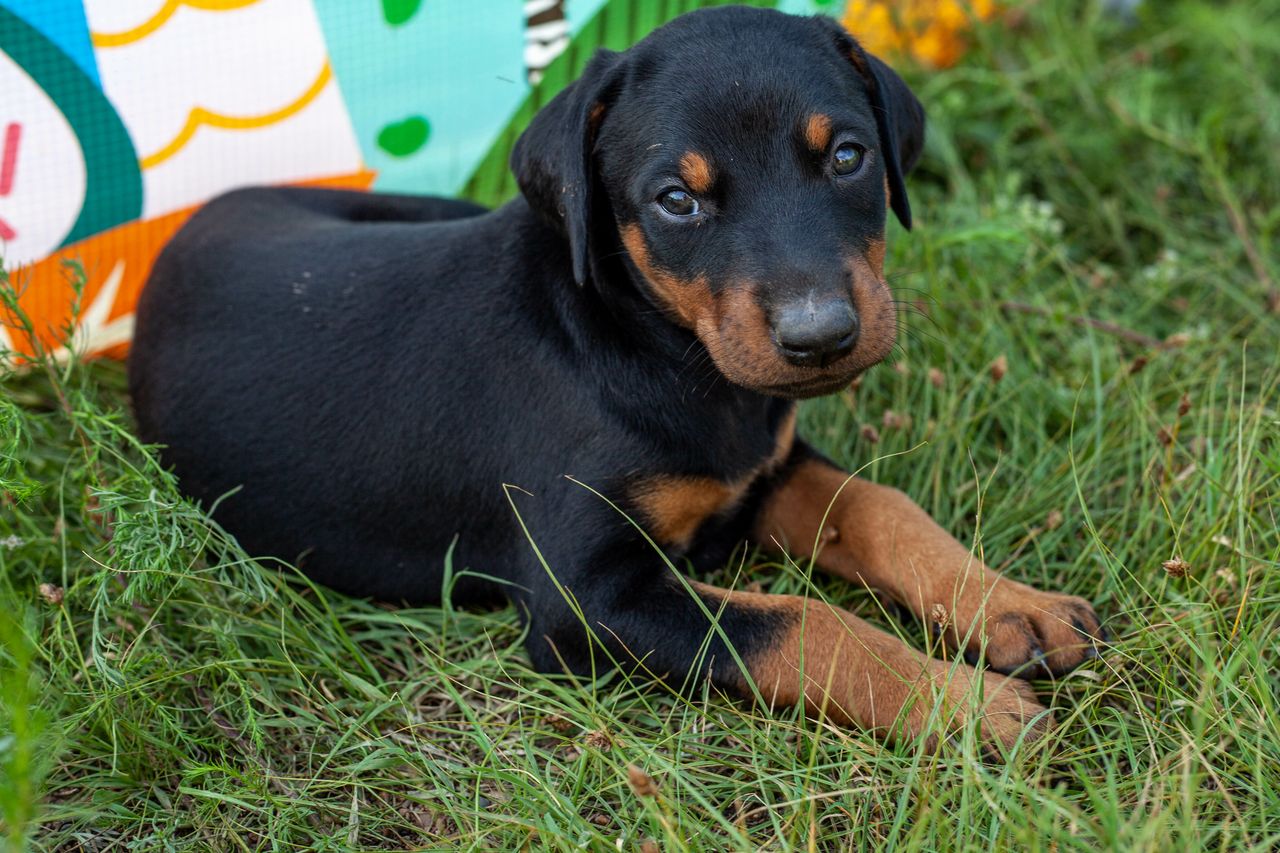 Miał być dobermanem. Pokazała, co wyrosło z psa za 15 tys. zł