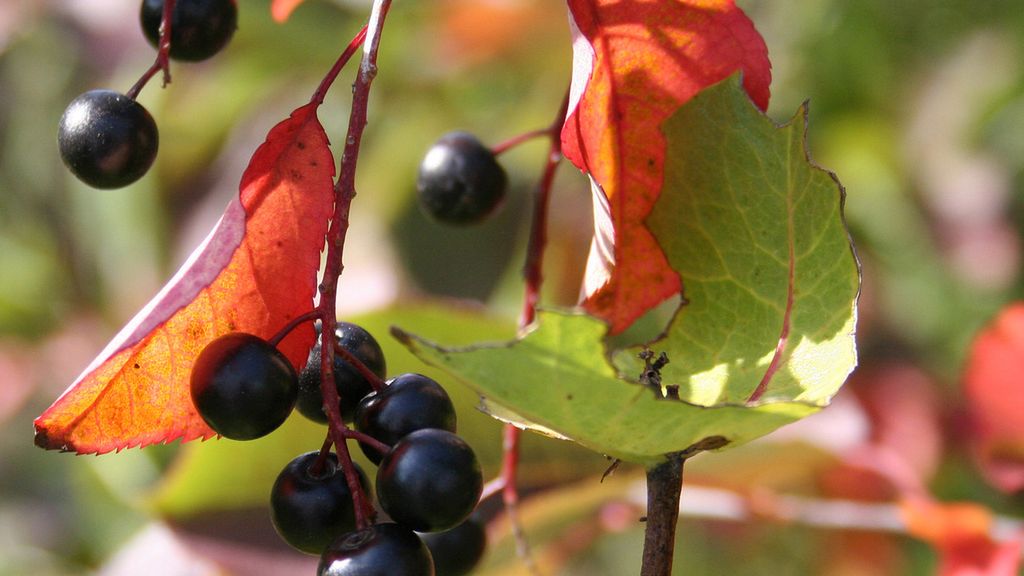 Surowa czeremcha wirginijska