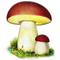 Atlas grzybów icon