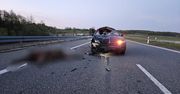 Elbląg: Łoś wbiegł na trasę S7. Zwierzę zginęło po potrąceniu