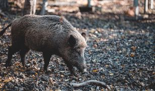 Zabrze. Dzik zablokował DK88. Tragiczny finał